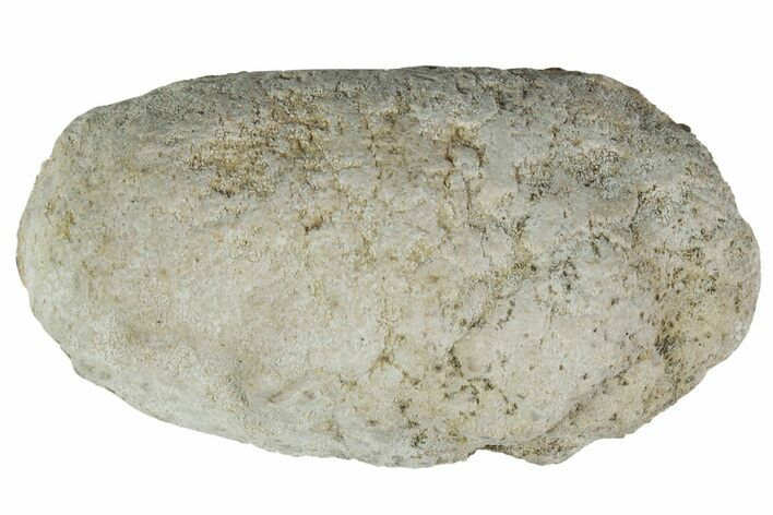 Cretaceous Fish Coprolite (Fossil Poop) - Kansas #216454